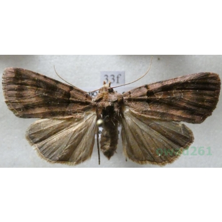 Xestia stigmatica (Hübner, 1813) Rolnica Czech33f